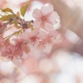 エグゼクティブに聞く、「ドラゴン桜は東大に行けと言うけどホント！？」学歴とキャリアに関する意識調査